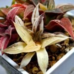 Haworthia retusa “Syoukin” HF-9 (招金) variegated - 2