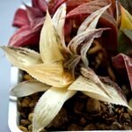 Haworthia retusa “Syoukin” HF-9 (招金) variegated - 3