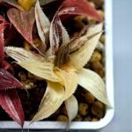 Haworthia retusa “Syoukin” HF-9 (招金) variegated - 4