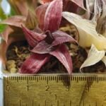 Haworthia retusa “Syoukin” HF-9 (招金) variegated - 1