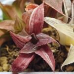 Haworthia retusa “Syoukin” HF-9 (招金) variegated - 2