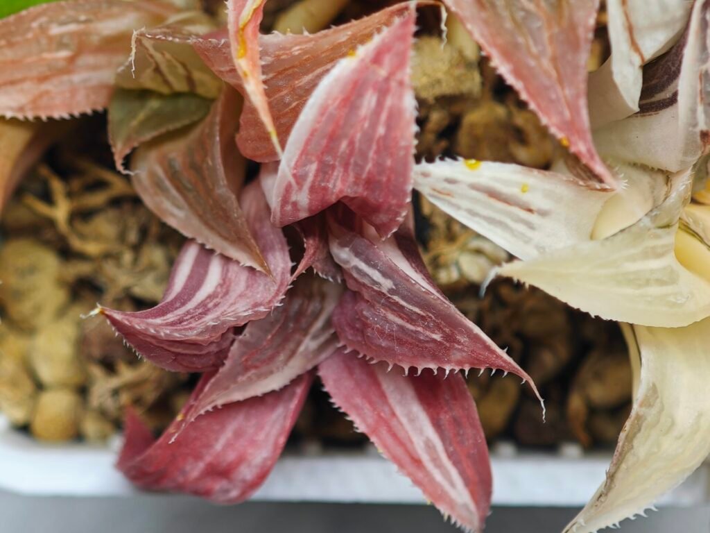 Haworthia retusa “Syoukin” HF-9 (招金) variegated - 3