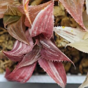 Haworthia retusa “Syoukin” HF-9 (招金) variegated - 3