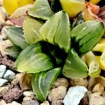 Haworthia Heidelbergensis Variegated [姬寿锦] - 1