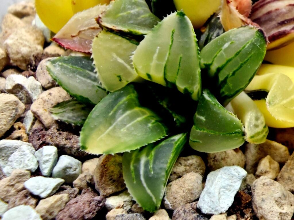 Haworthia Heidelbergensis Variegated [姬寿锦] - 2