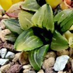 Haworthia Heidelbergensis Variegated [姬寿锦] - 2