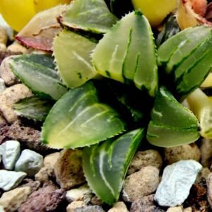 Haworthia Heidelbergensis Variegated [姬寿锦] - 2