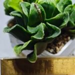 Haworthia truncata hybrid f. variegata - 1