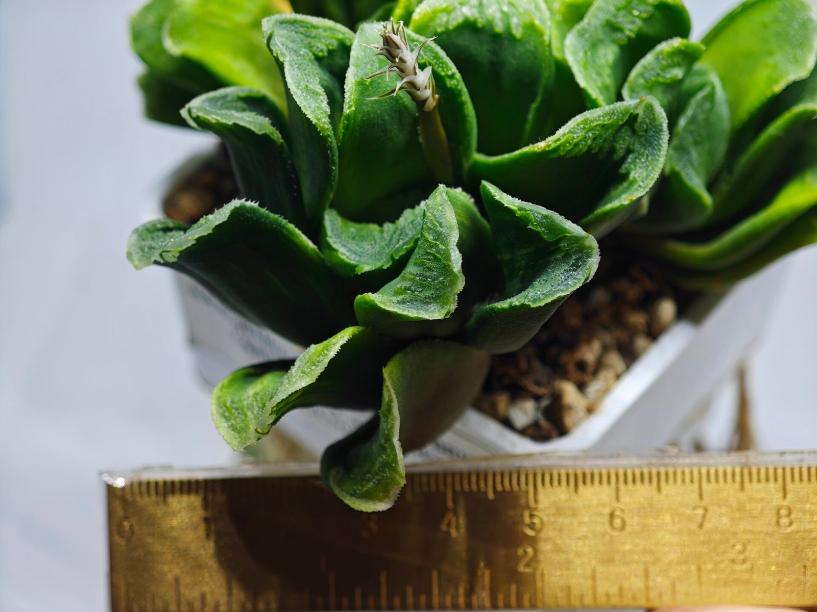 Haworthia truncata hybrid f. variegata - 1