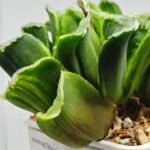Haworthia truncata hybrid f. variegata - 2