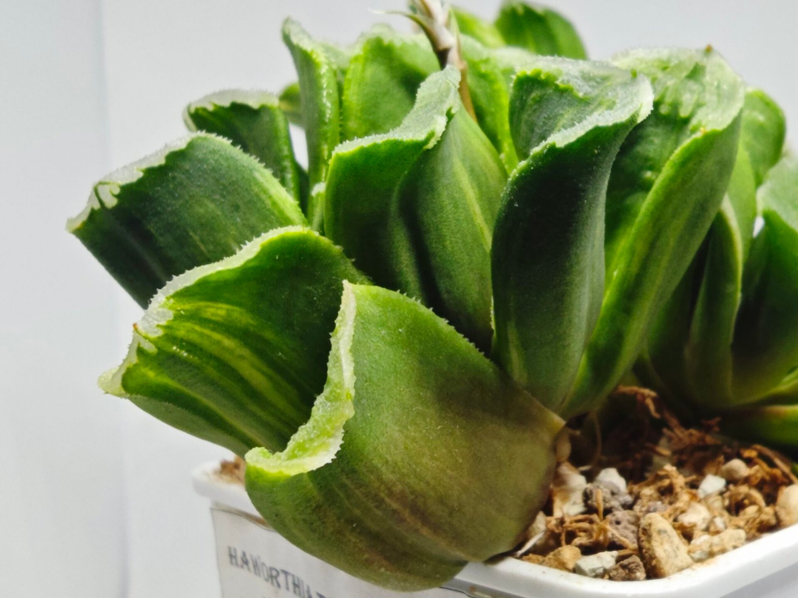 Haworthia truncata hybrid f. variegata - 2