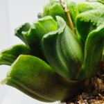 Haworthia truncata hybrid f. variegata - 3