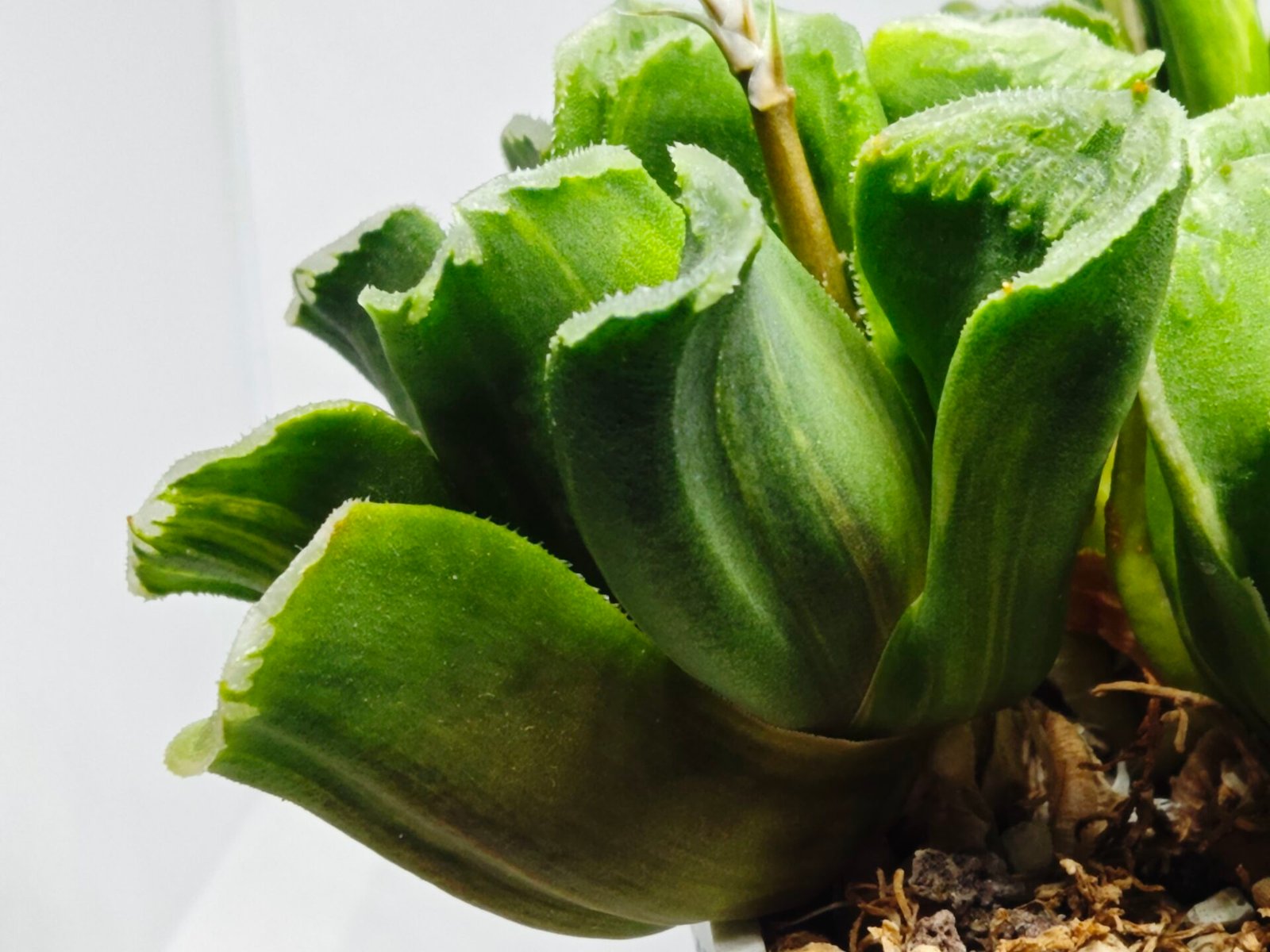 Haworthia truncata hybrid f. variegata - 3