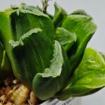 Haworthia truncata hybrid f. variegata - 4