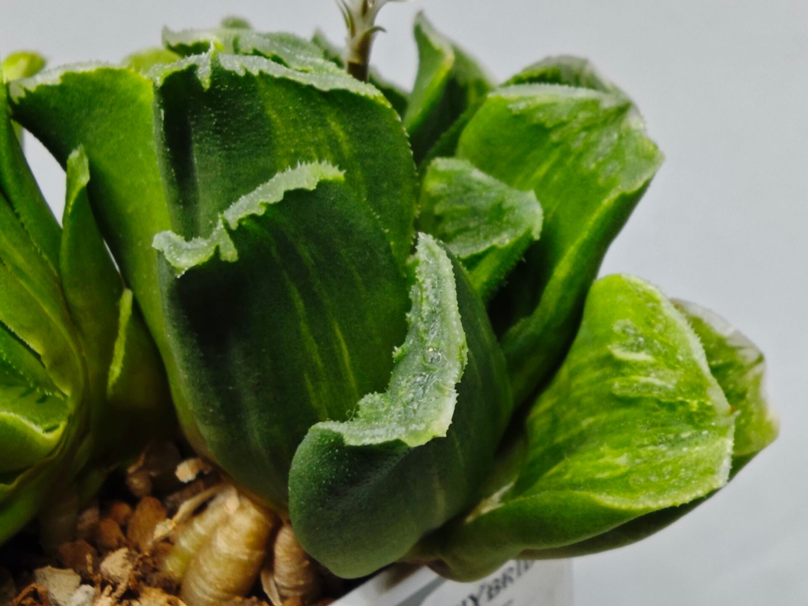 Haworthia truncata hybrid f. variegata - 4