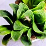 Haworthia truncata hybrid f. variegata - 5