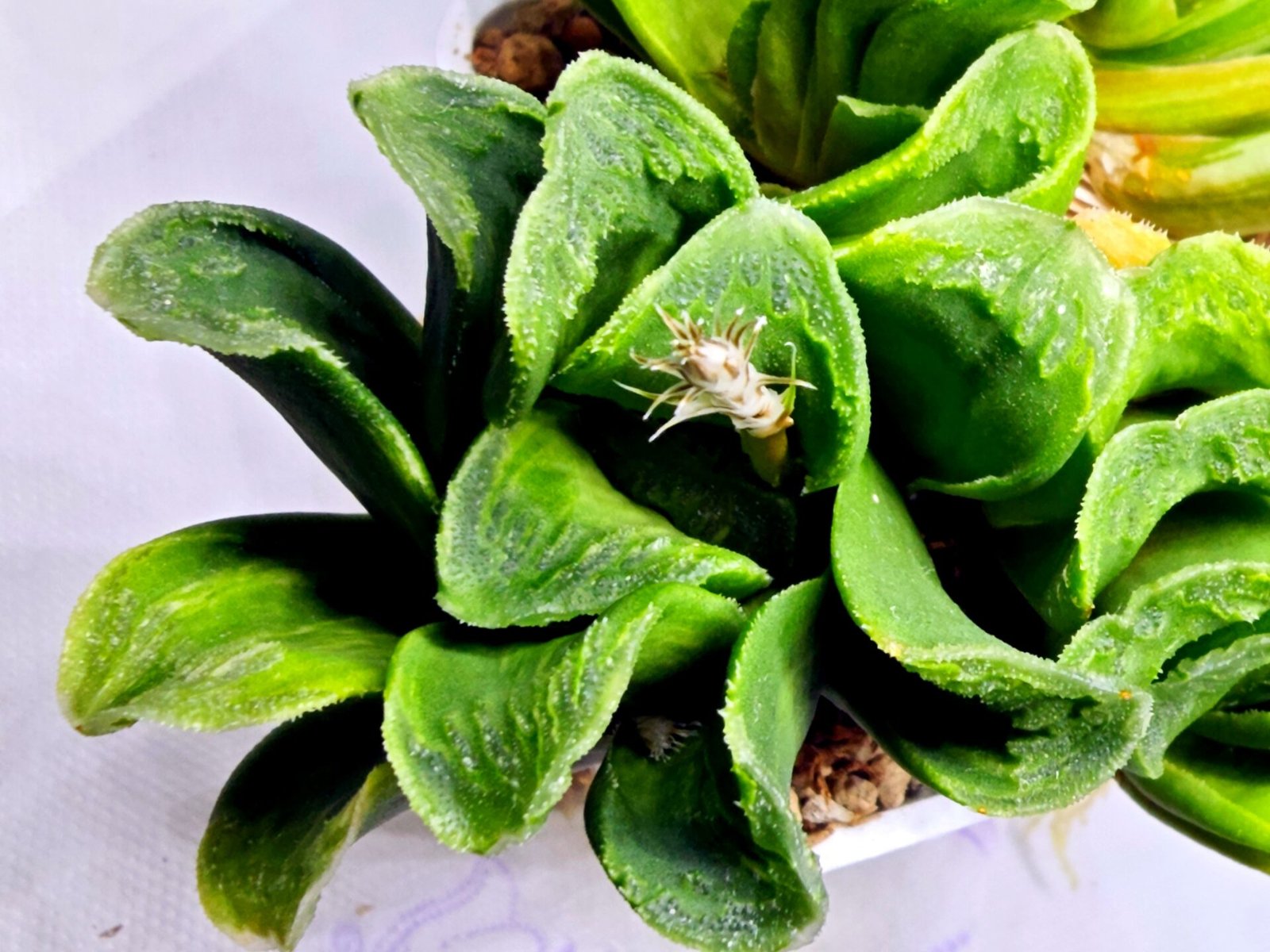 Haworthia truncata hybrid f. variegata - 5