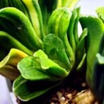 Haworthia truncata hybrid f. variegata - 1