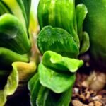 Haworthia truncata hybrid f. variegata - 2