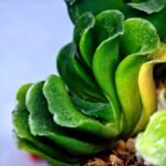Haworthia truncata hybrid f. variegata - 2