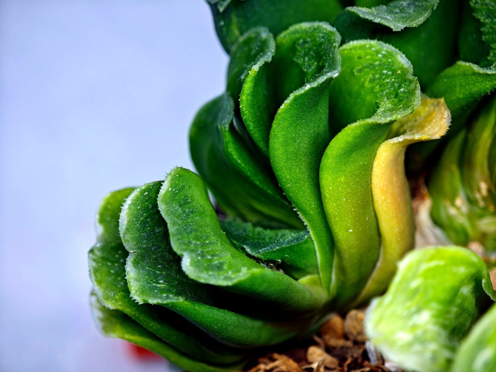 Haworthia truncata hybrid f. variegata - 2