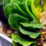Haworthia truncata hybrid f. variegata - 3