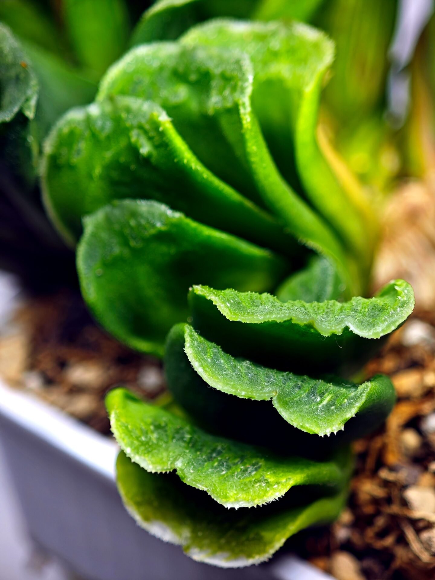 Haworthia truncata hybrid f. variegata - 3