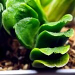 Haworthia truncata hybrid f. variegata - 1
