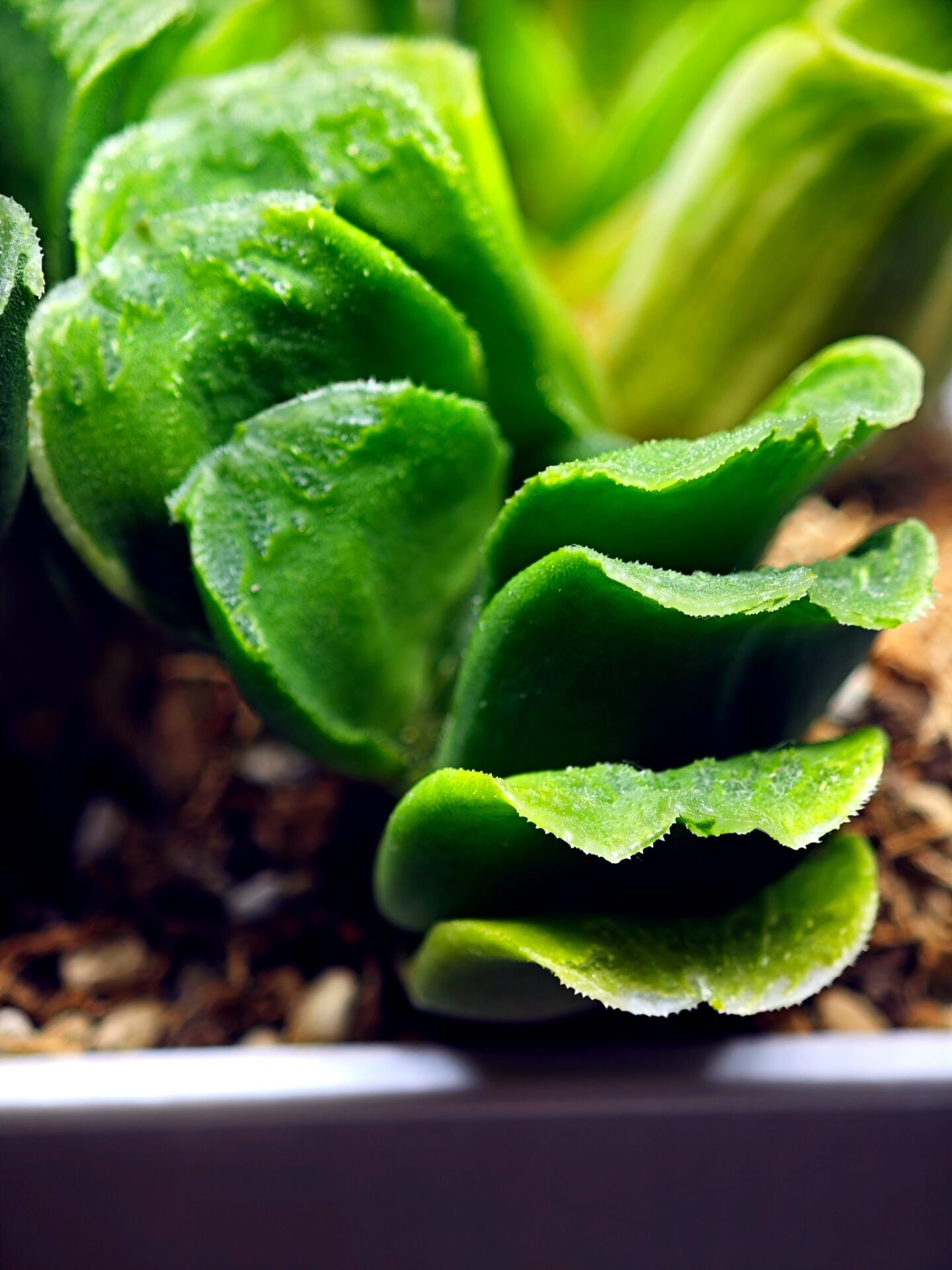 Haworthia truncata hybrid f. variegata - 1