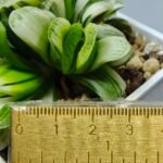 Haworthia Truncata Hybrid ‘White Christmas’ [ホワイト・クリスマス] - 1