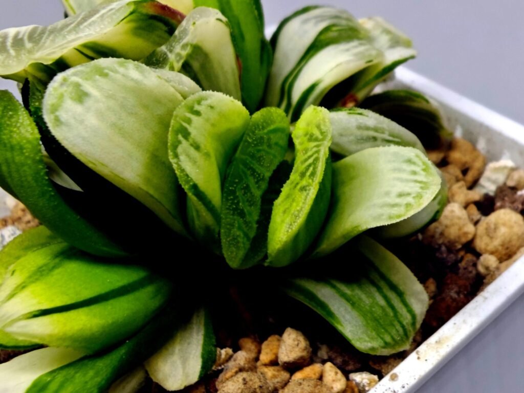 Haworthia Truncata Hybrid ‘White Christmas’ [ホワイト・クリスマス] - 2