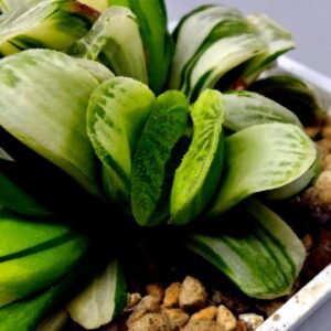 Haworthia Truncata Hybrid ‘White Christmas’ [ホワイト・クリスマス] - 2