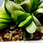 Haworthia Truncata Hybrid ‘White Christmas’ [ホワイト・クリスマス] - 3