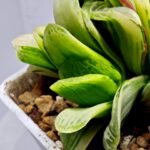 Haworthia Truncata Hybrid ‘White Christmas’ [ホワイト・クリスマス] - 4