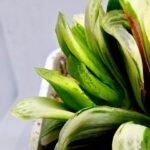 Haworthia Truncata Hybrid ‘White Christmas’ [ホワイト・クリスマス] - 5