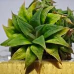 Haworthia Maya Nishiki S-21 - 1