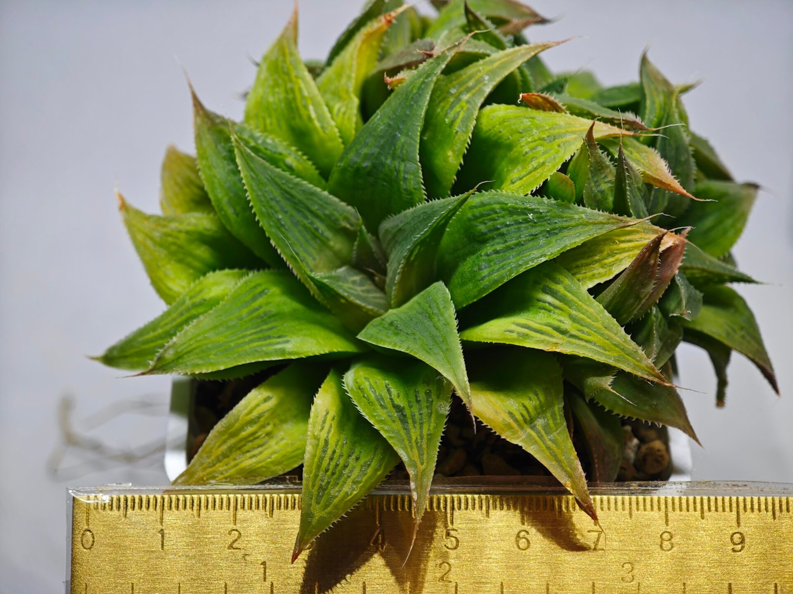 Haworthia Maya Nishiki S-21 - 1