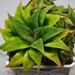 Haworthia Maya Nishiki S-21 - 2