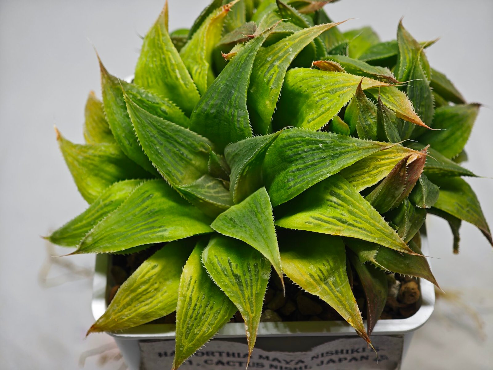 Haworthia Maya Nishiki S-21 - 2