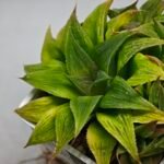 Haworthia Maya Nishiki S-21 - 3