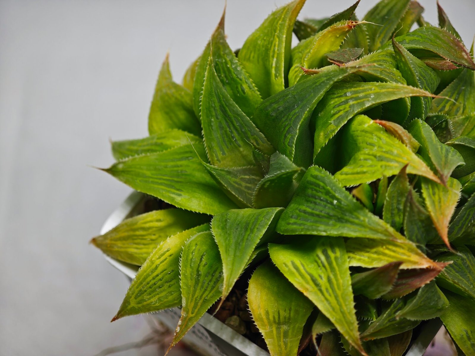 Haworthia Maya Nishiki S-21 - 3