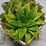 Haworthia Maya Nishiki S-21 - 4