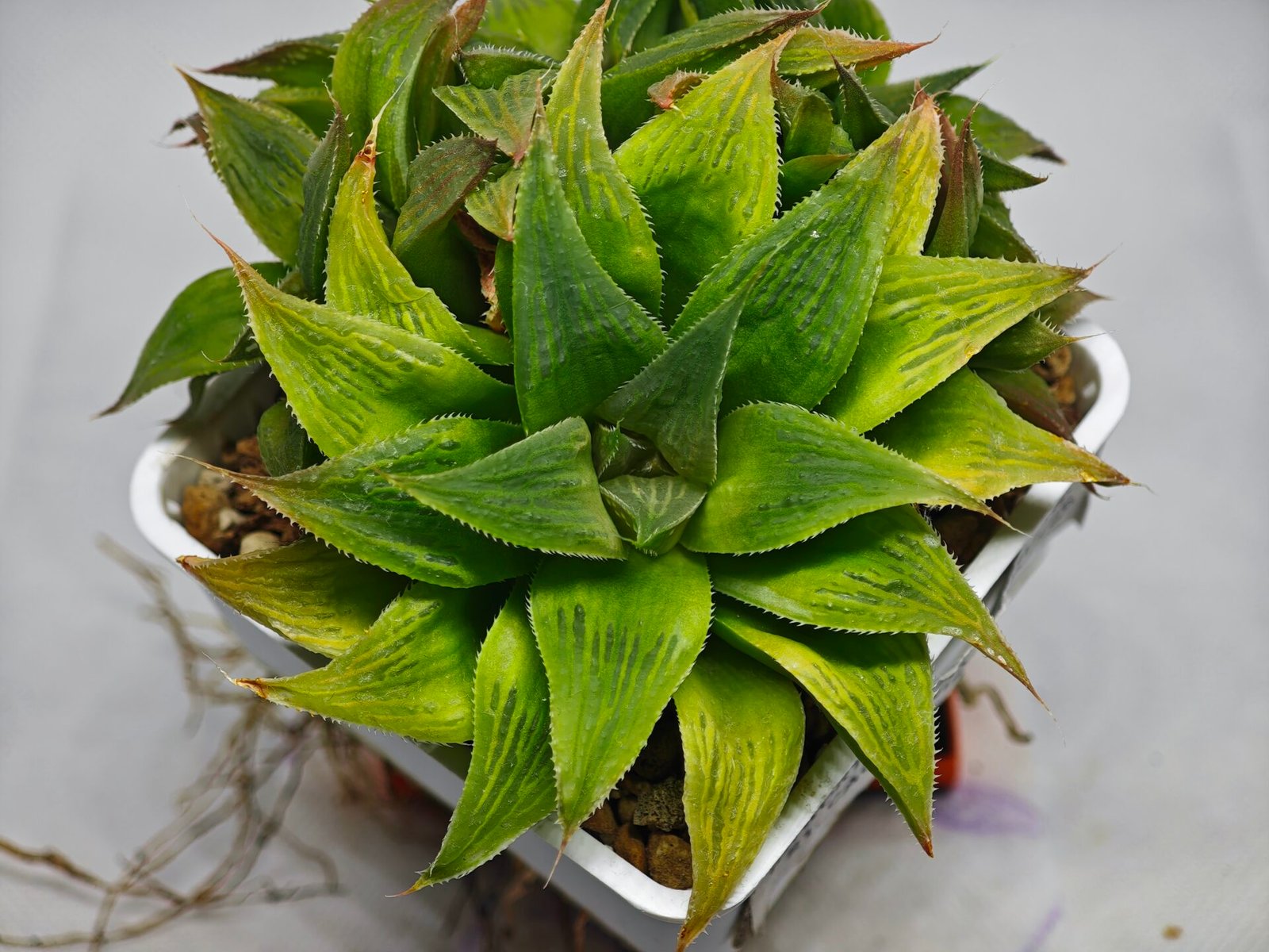 Haworthia Maya Nishiki S-21 - 4