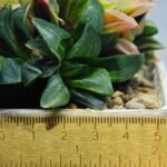 Haworthia Mutica Variegated - 2