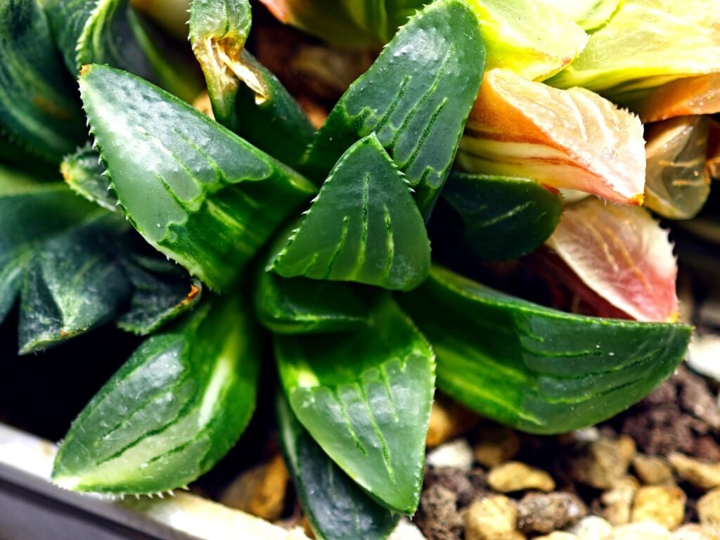 Haworthia Mutica Variegated - 1