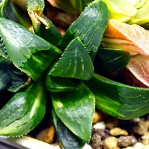 Haworthia Mutica Variegated - 1