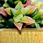 Haworthia Mutica Variegated - 1