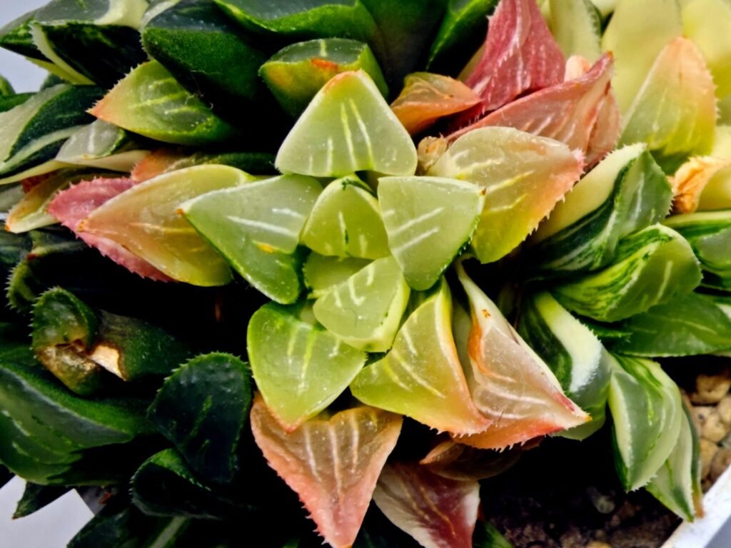 Haworthia Mutica Variegated - 2