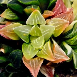 Haworthia Mutica Variegated - 2