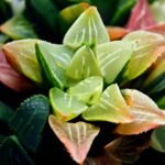 Haworthia Mutica Variegated - 3